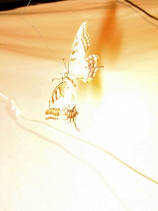 light trapping7497 thomas zika art photography