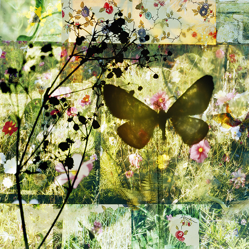 butterflies 15 