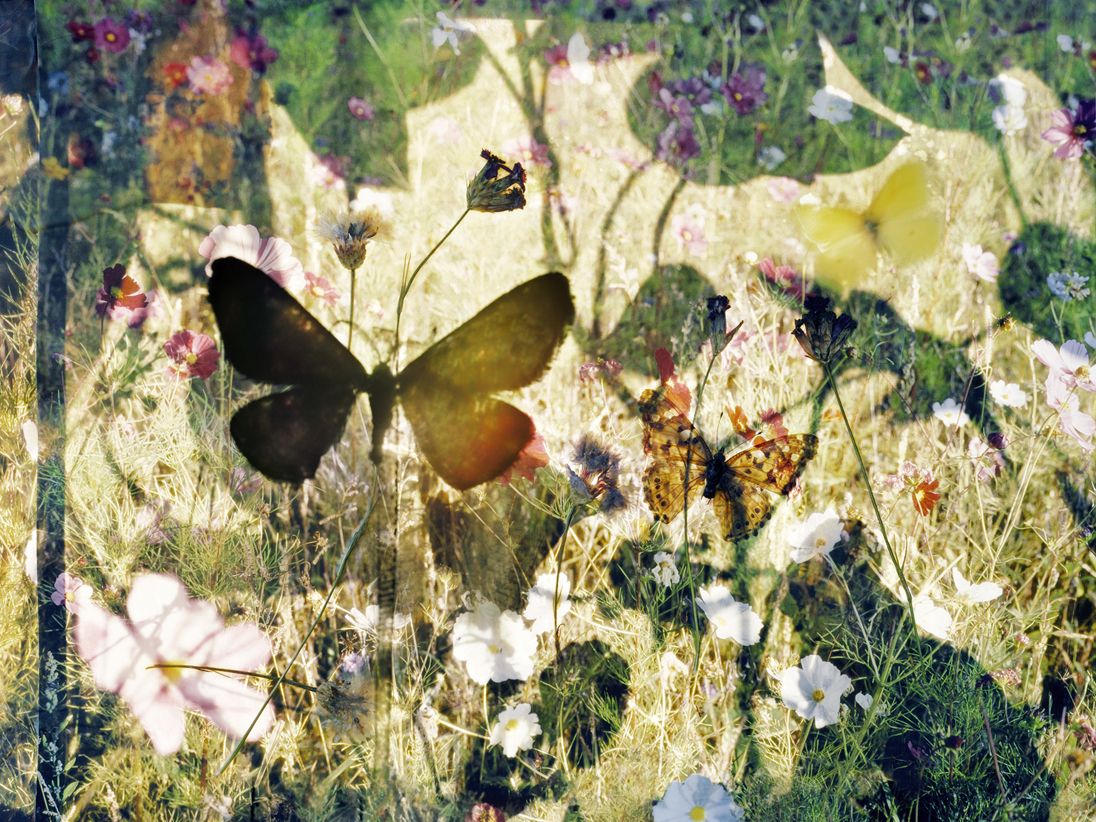 butterflies 05