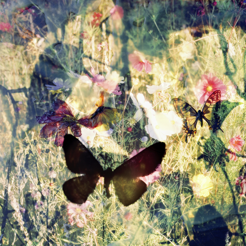 butterflies 14