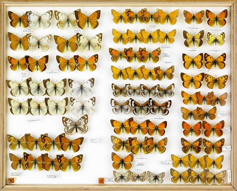 papillons Colias rot