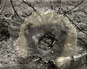 sovereign fruits 08 Thomas Zika art photography