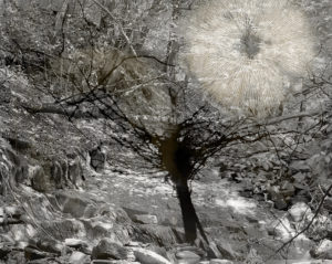 sovereign fruits 124 Thomas Zika art photography