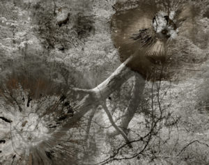 sovereign fruits 15 Thomas Zika art photography