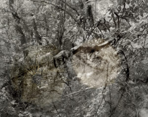 sovereign fruits 32 Thomas Zika art photography