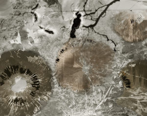 sovereign fruits 38 Thomas Zika art photography