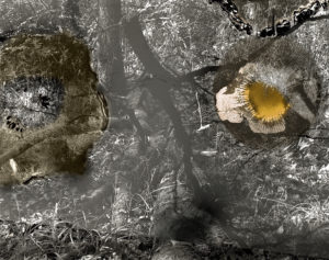 sovereign fruits 50 Thomas Zika art photography