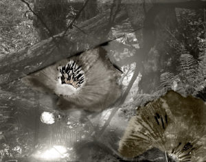 sovereign fruits 55 Thomas Zika art photography