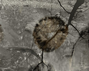 sovereign fruits 82 Thomas Zika art photography